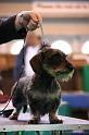 Crufts2011_2 1327